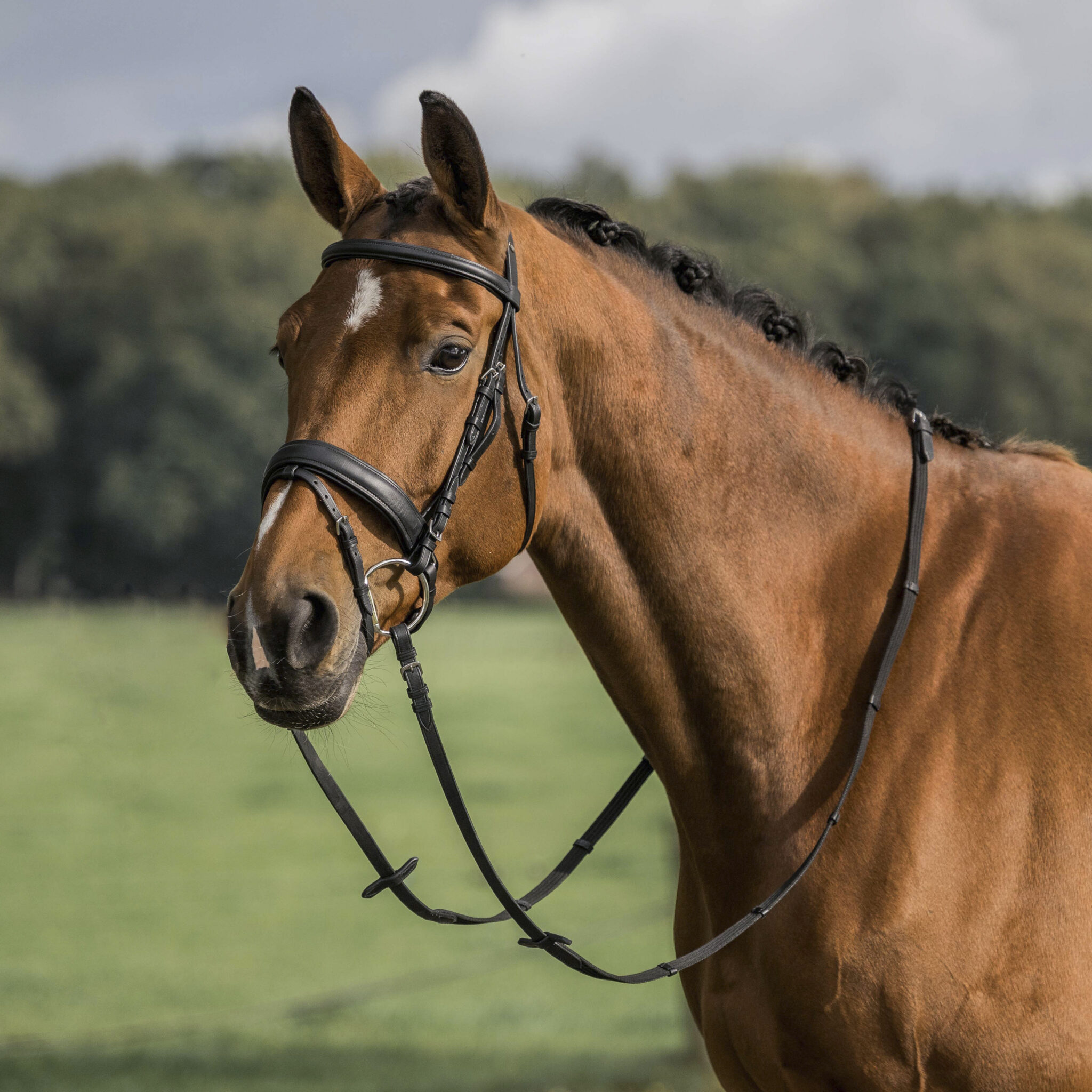 HOOFDSTEL CARAN - Afbeelding 2