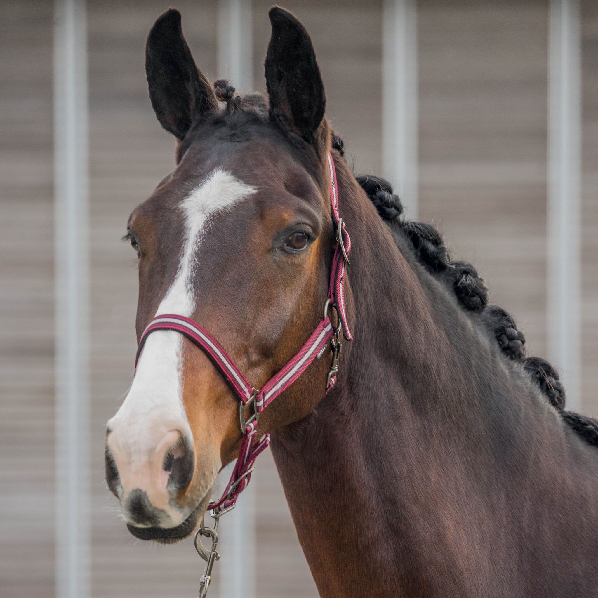 HALSTER SET EQUESTRIAN PRO - Afbeelding 2