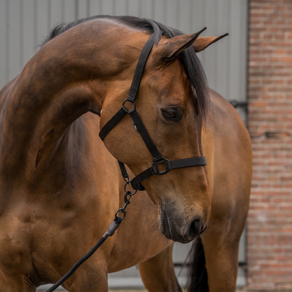 HALSTER SET BLACK EDITION