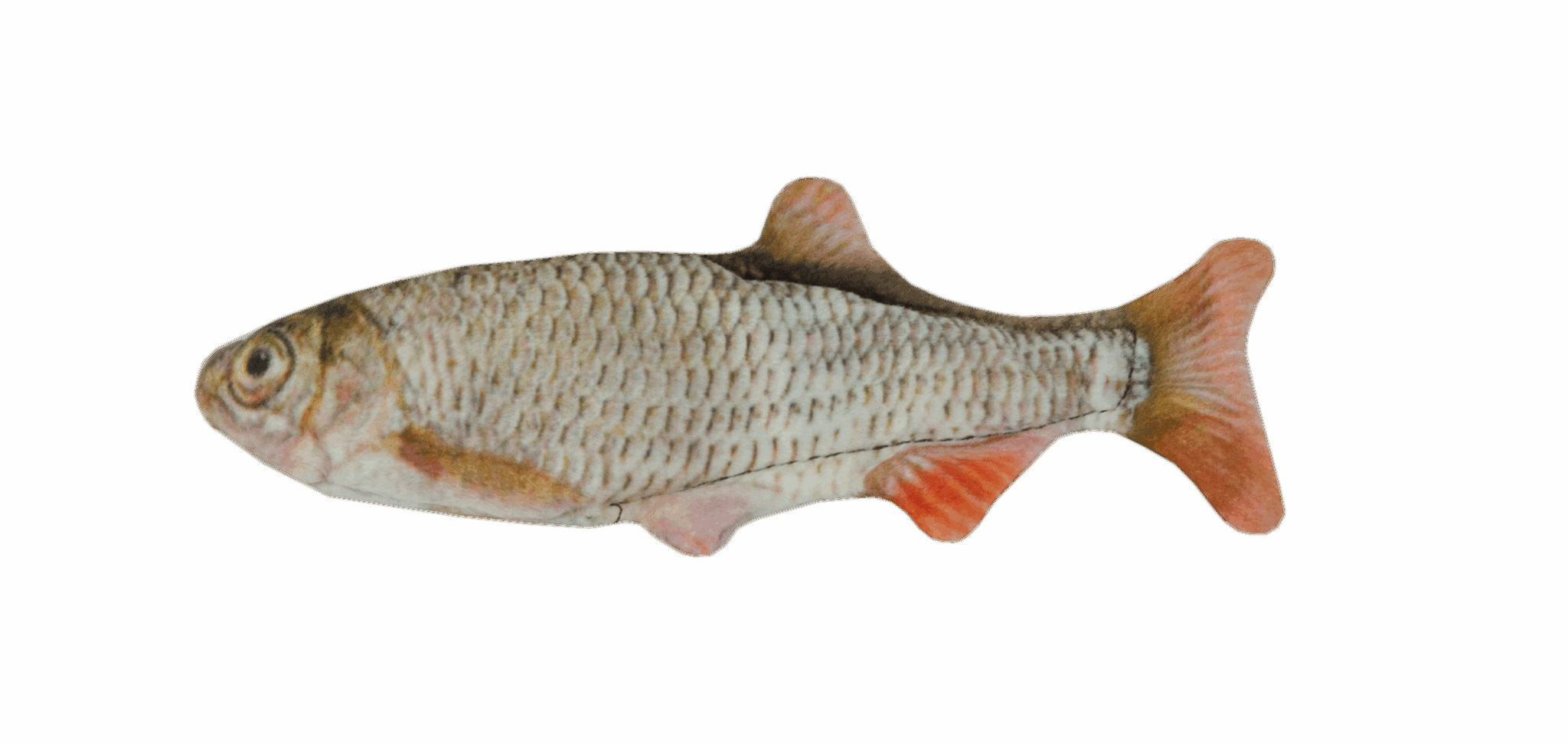 Wild Life Cat Roach (Voorn)