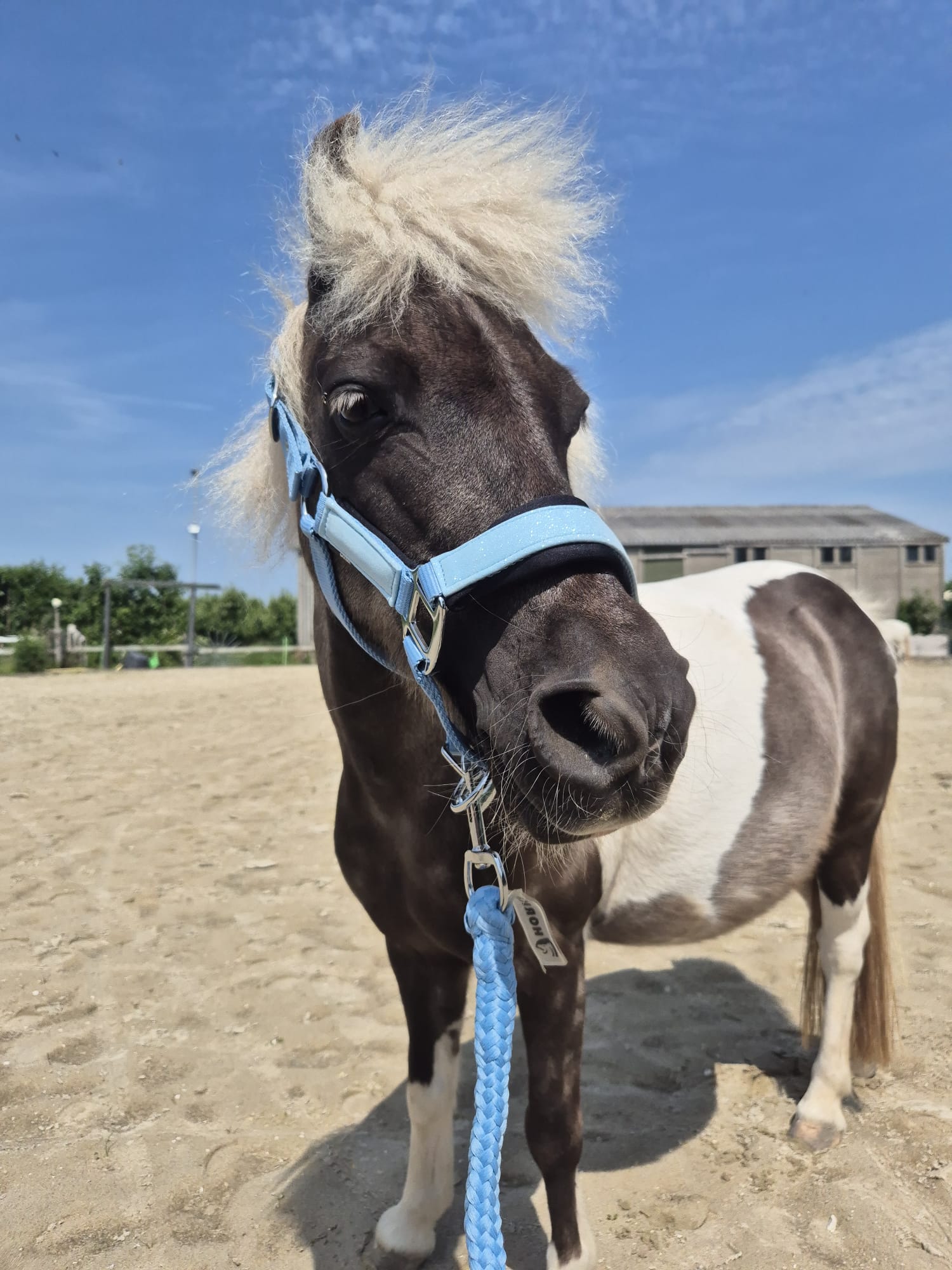 paard