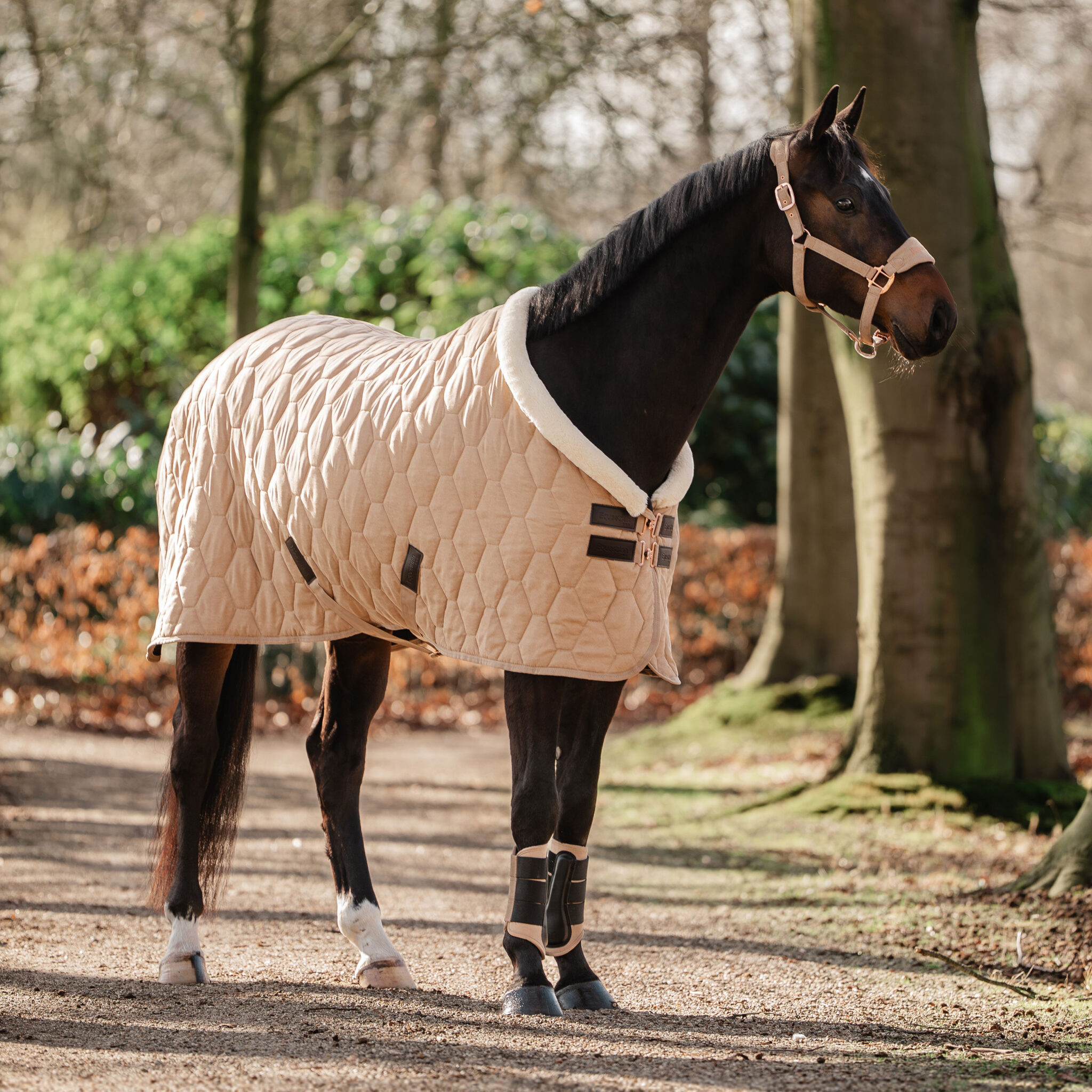 Alternative view of SHOWDEKEN VELVET