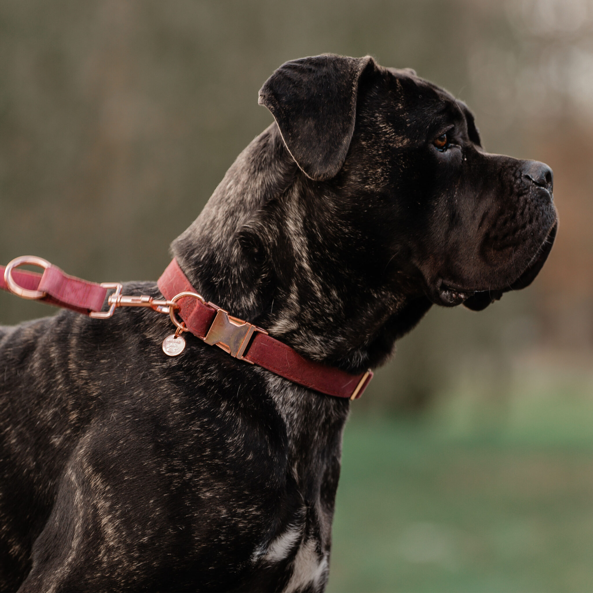 Alternative view of HONDENHALSBAND VELVET