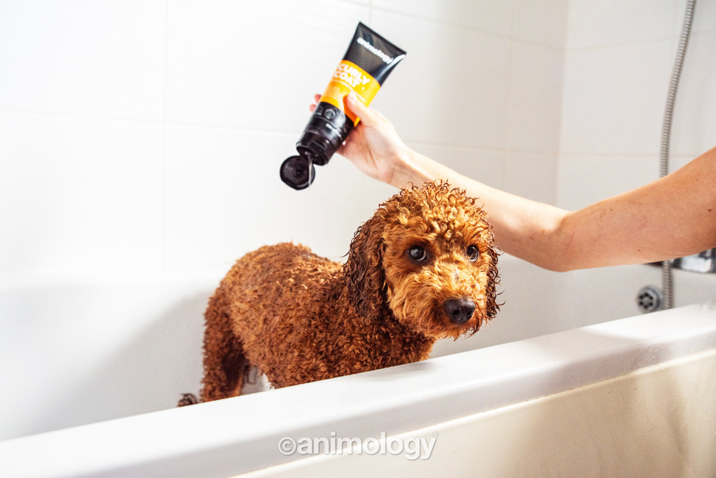 Alternative view of Animology Curly Coat Dog Shampoo
