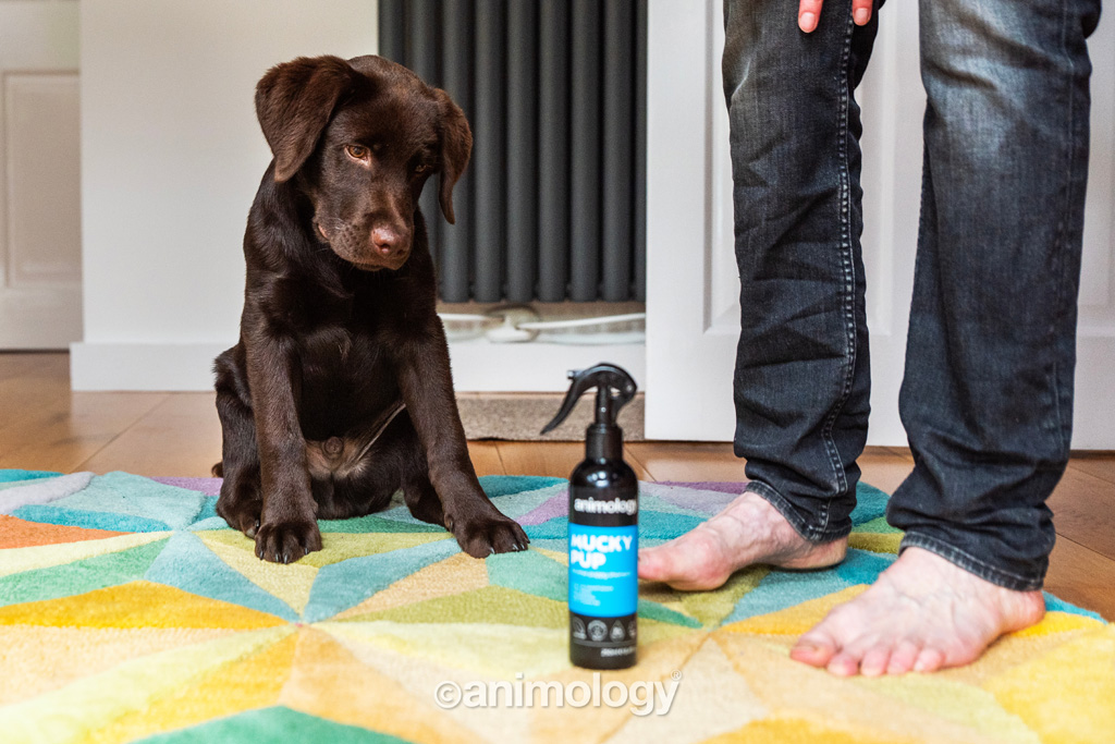 Alternative view of Animology Mucky Pup No Rinse Puppy Shampoo