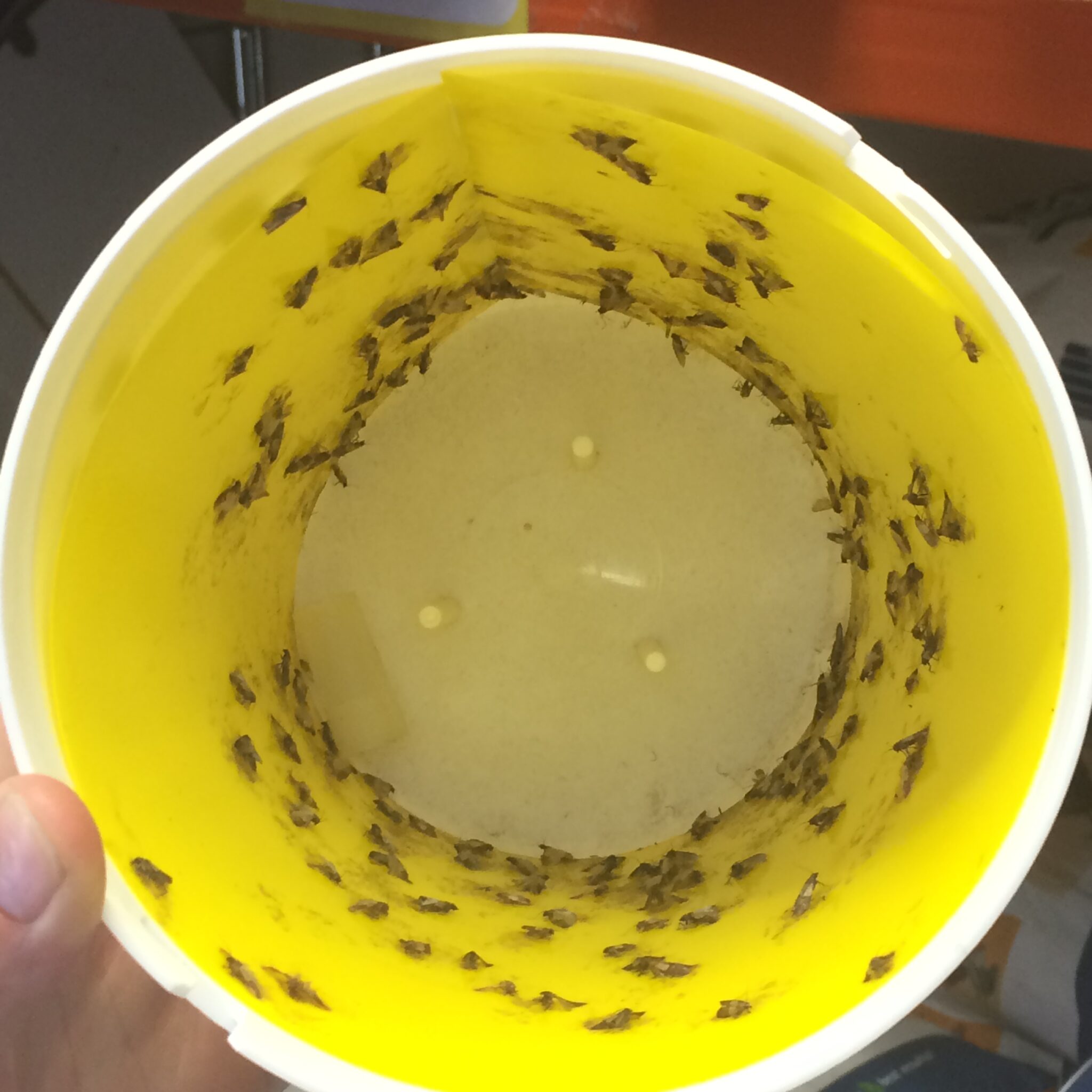 Alternative view of Black Stripe Mottenval Lijmplaat