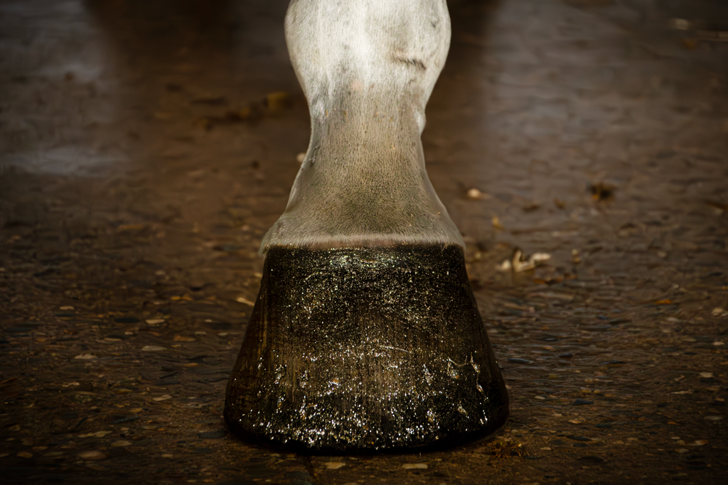 Alternative view of Excellent Horse Hi Gloss Glitter Hoof Polish Gold