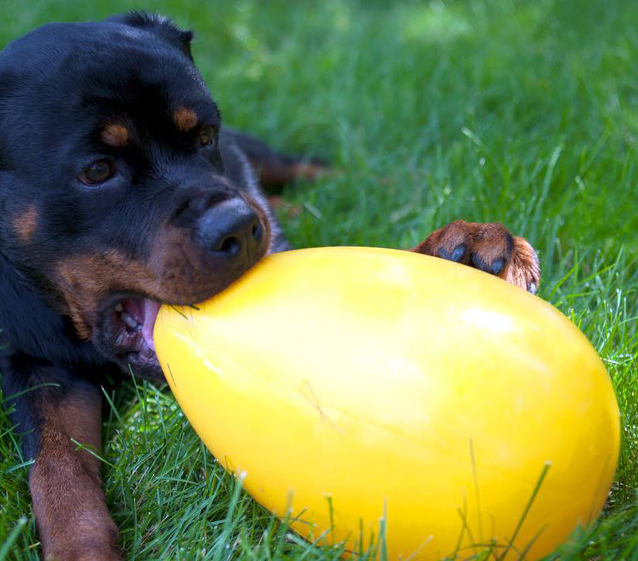 Alternative view of Jolly Egg Rood S (20 cm)