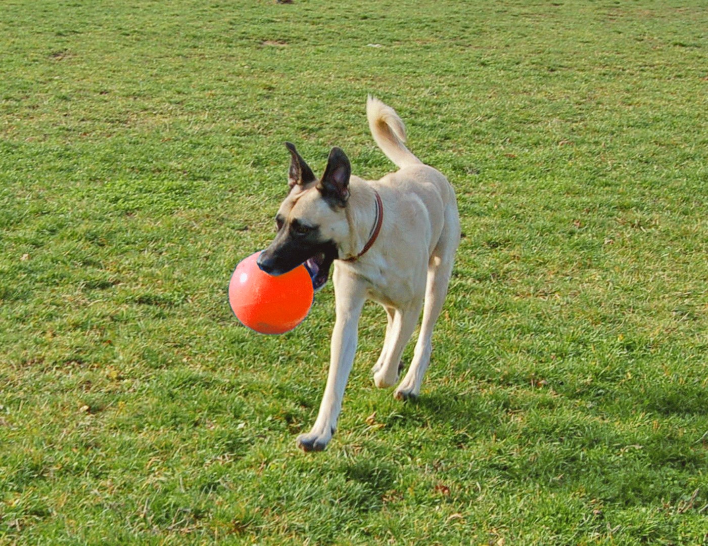 Alternative view of Jolly Bounce-n Play Vanille M (15 cm)