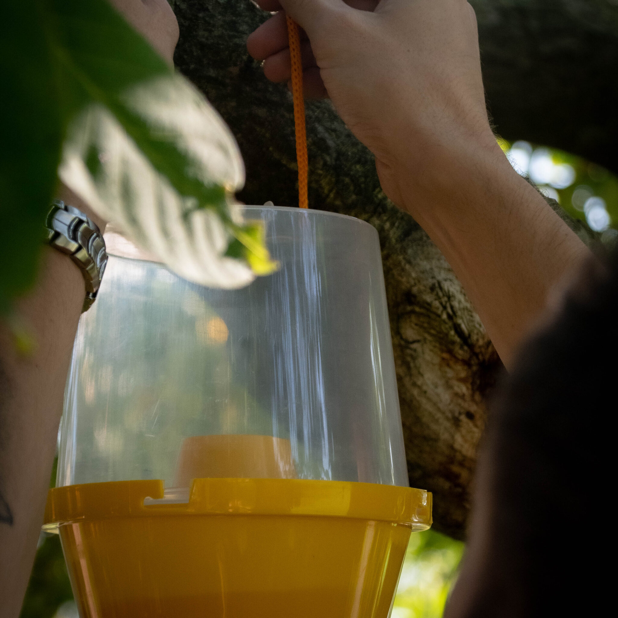 Alternative view of Knock Pest Wespenval