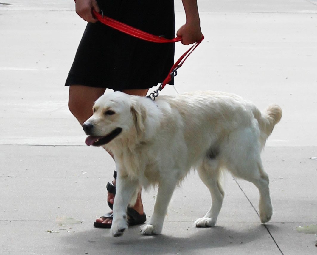 Alternative view of KONG Adjustable Leash Zwart L