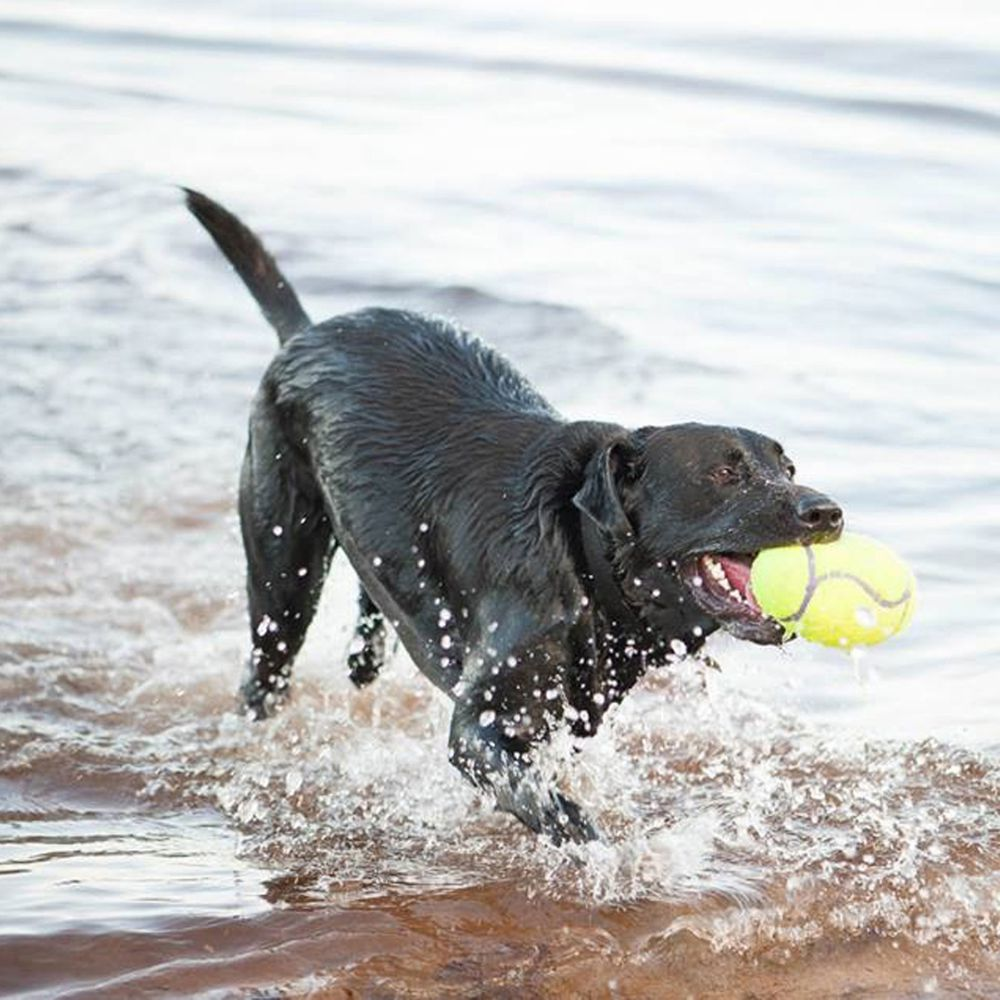 Alternative view of KONG Airdog® Squeaker Dumbbell M