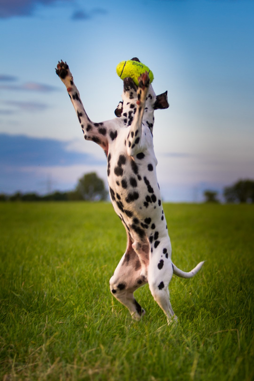 Alternative view of KONG Airdog® Squeaker Football S