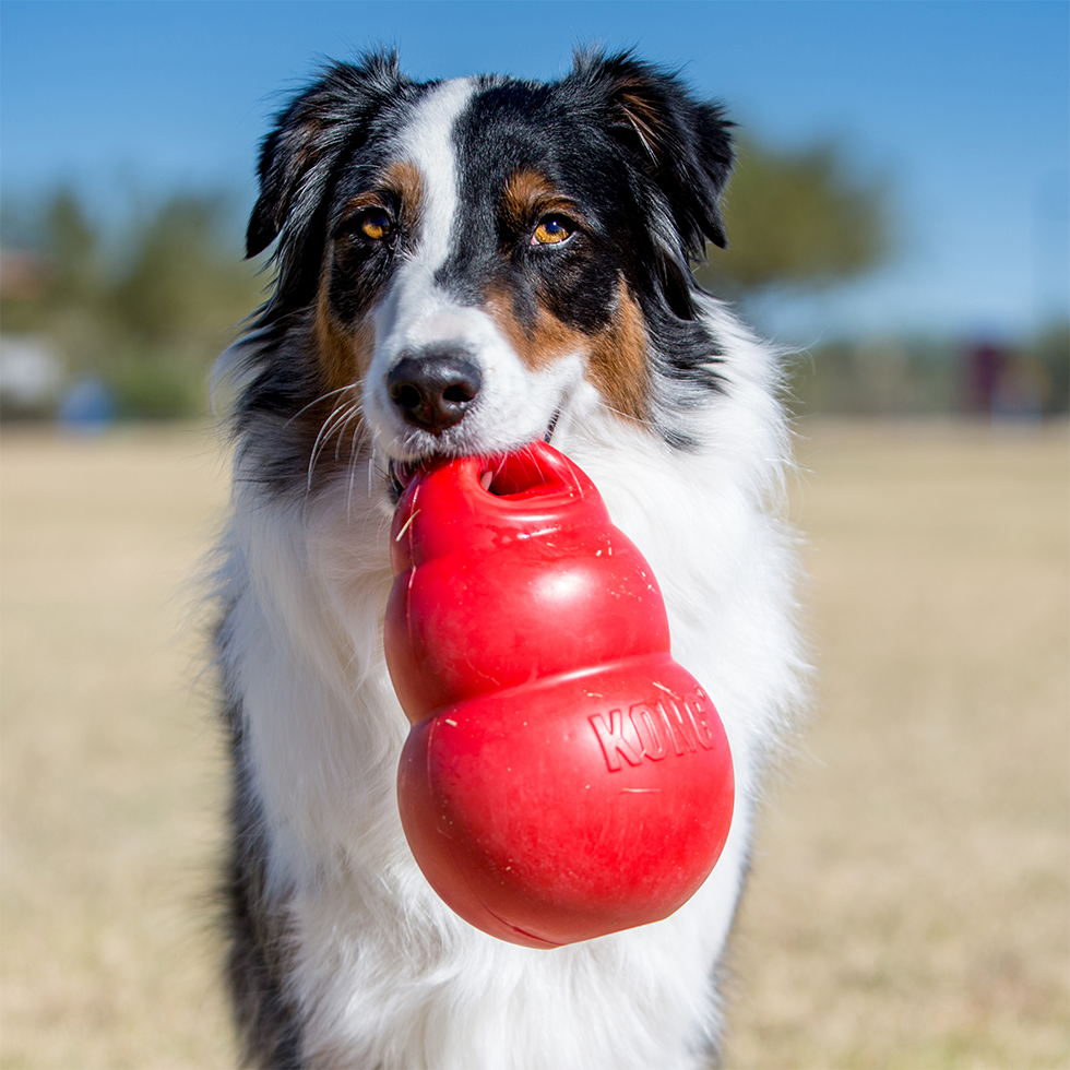 KONG Bounzer Large M