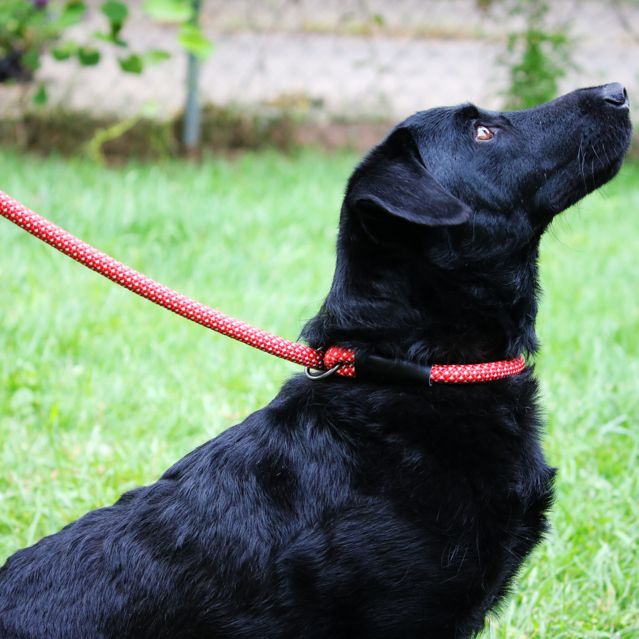 Alternative view of KONG Rope Leash Zwart