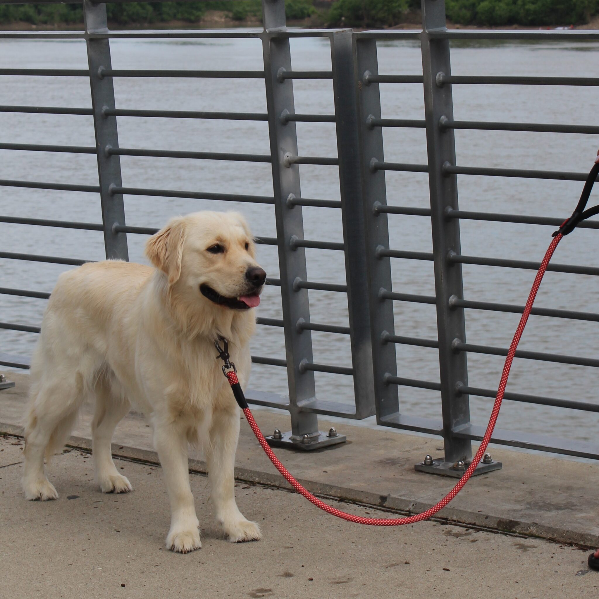 Alternative view of KONG Rope Slip Leash Zwart