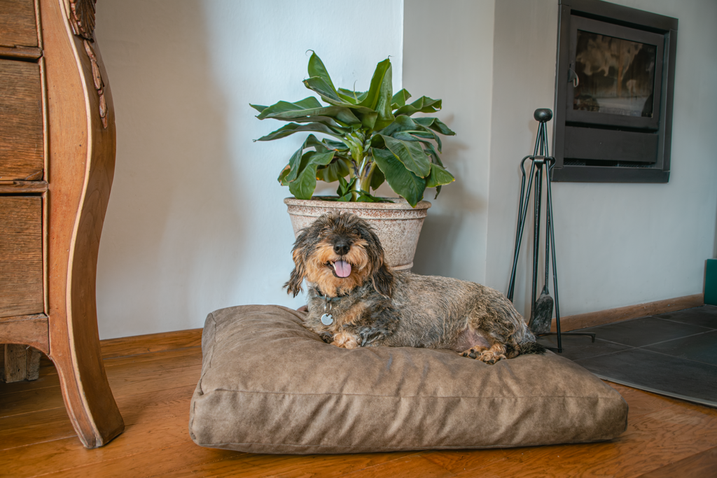 Alternative view of Let's Sleep Plush Pillow Hondenkussen L Cognac