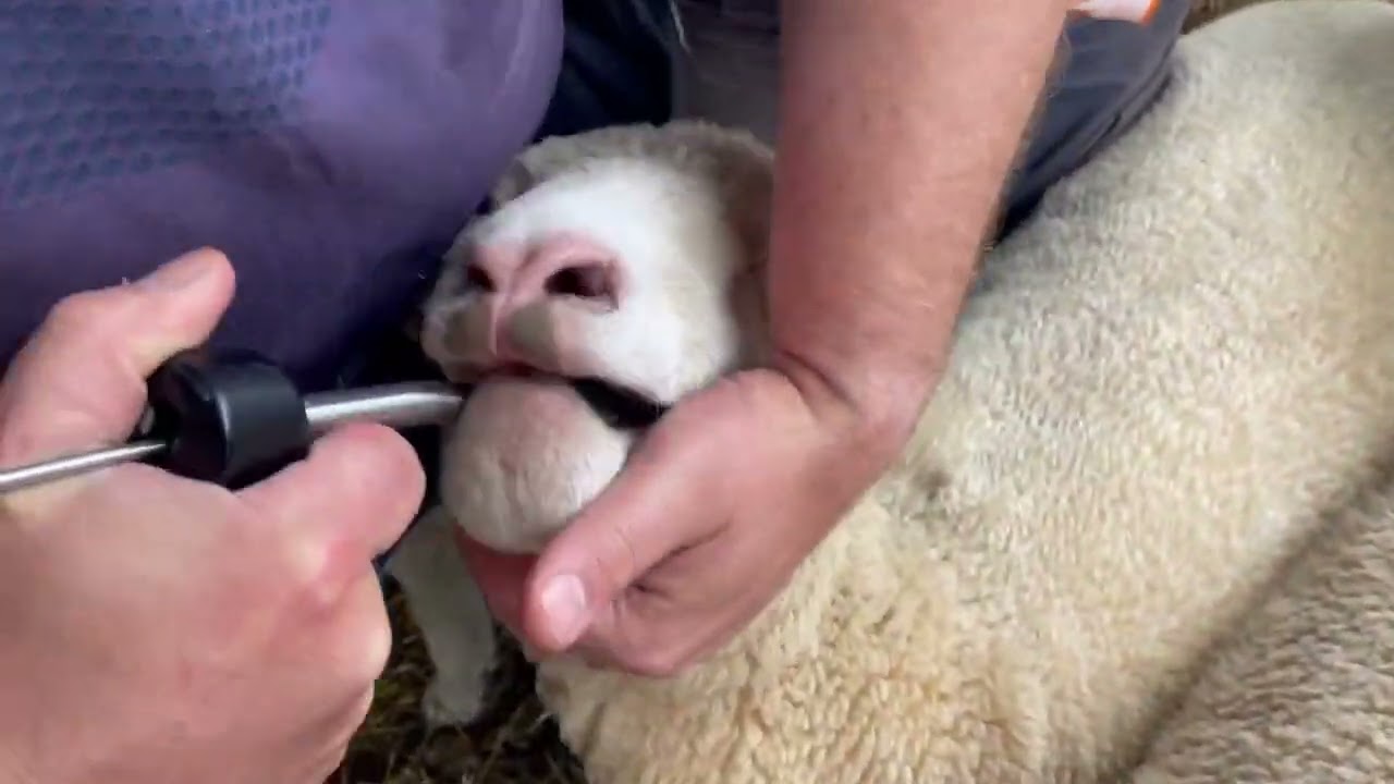 Alternative view of Sheep Bullet Mineralenbolus 10 st