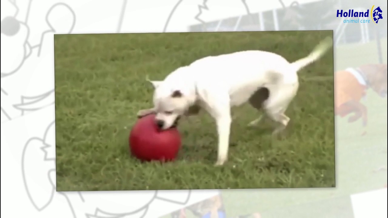 Alternative view of Jolly Push-n-Play Blauw L (25 cm)