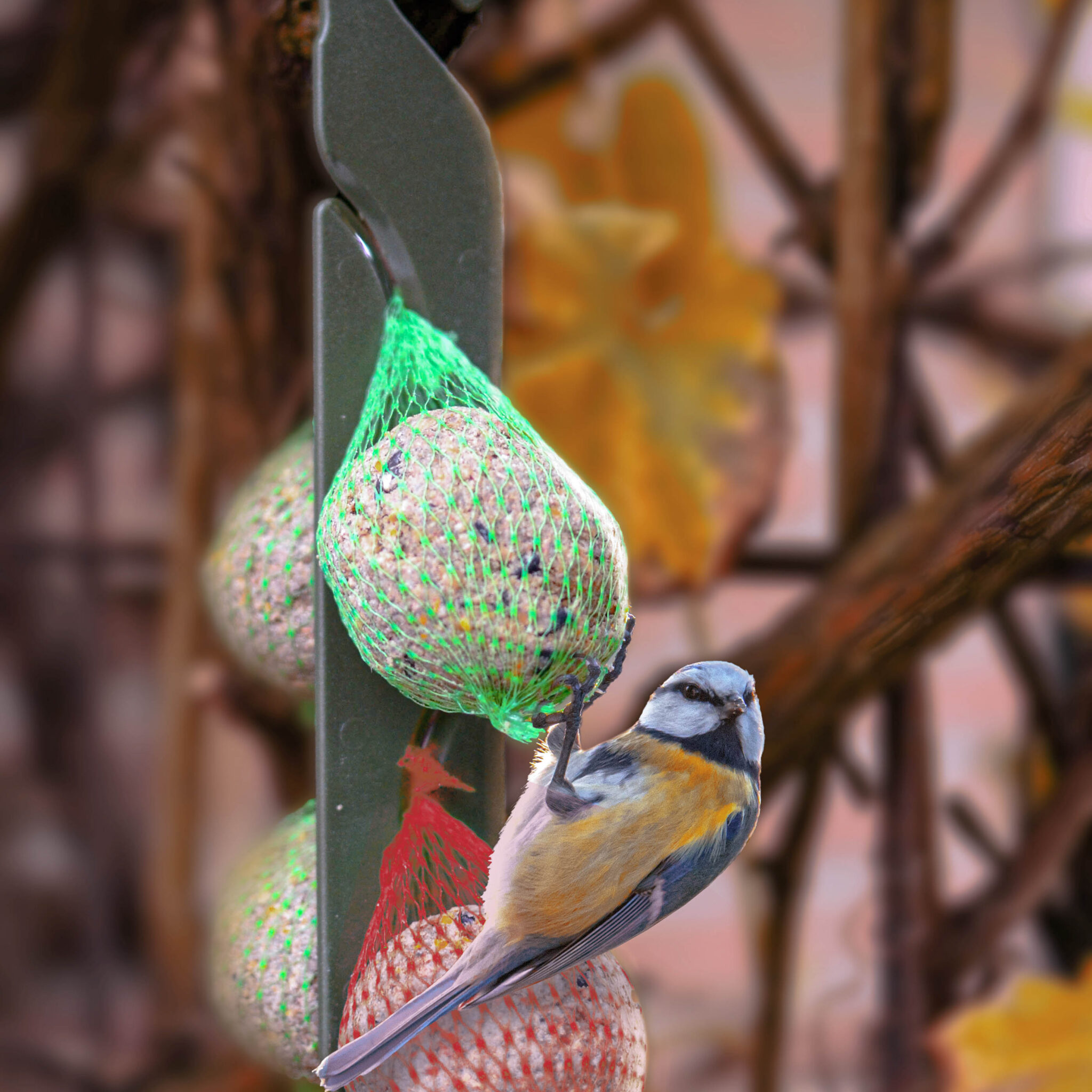 Alternative view of Ophanghaak