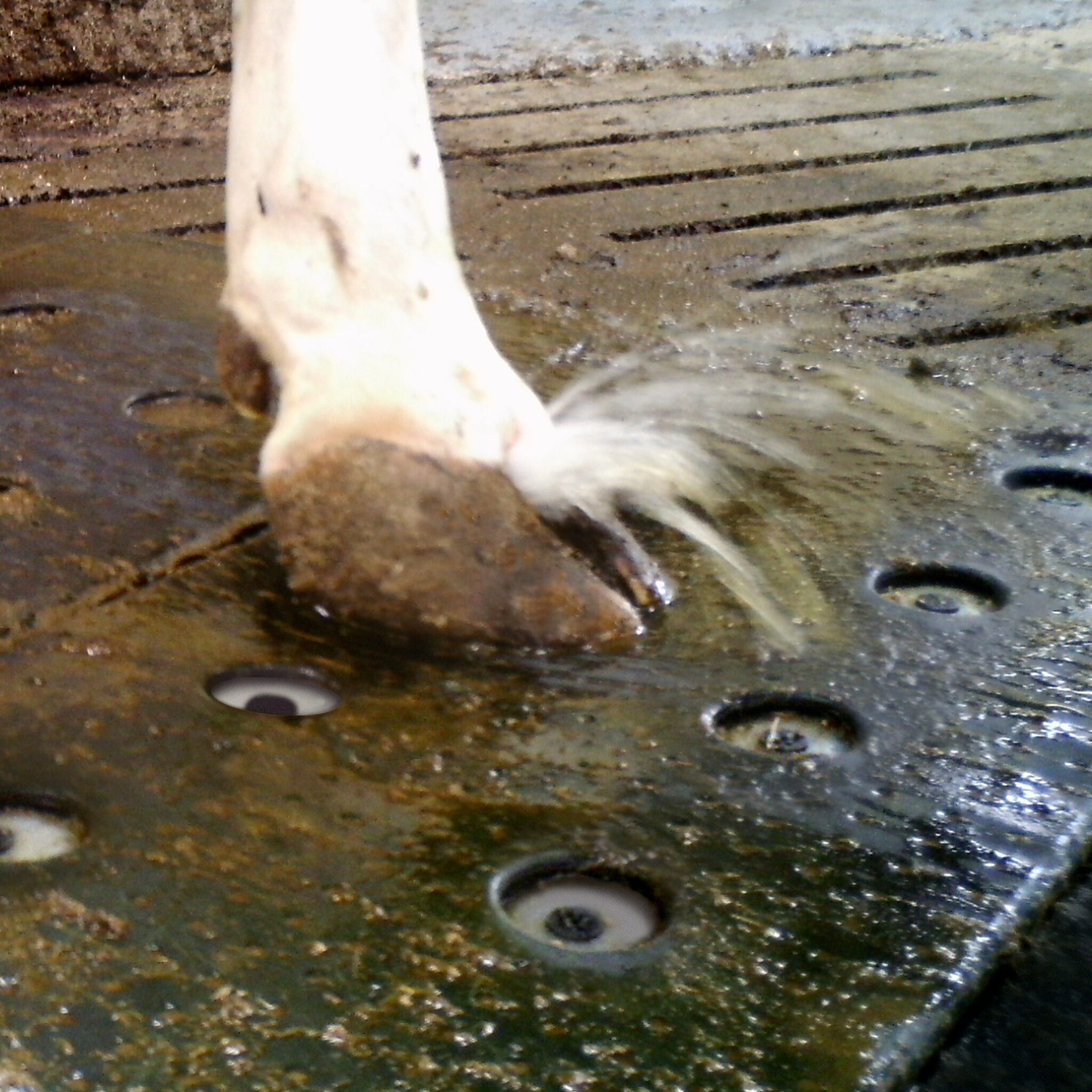 Alternative view of Vink Klauwen sproeimat