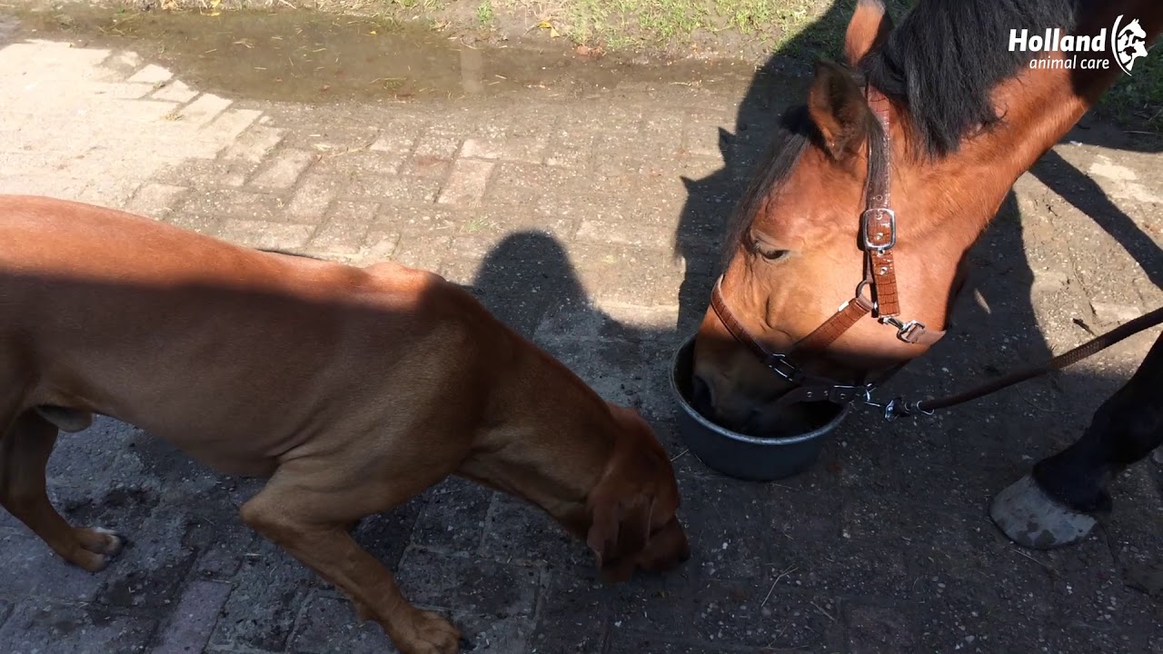 Alternative view of Excellent Horse Total Balance