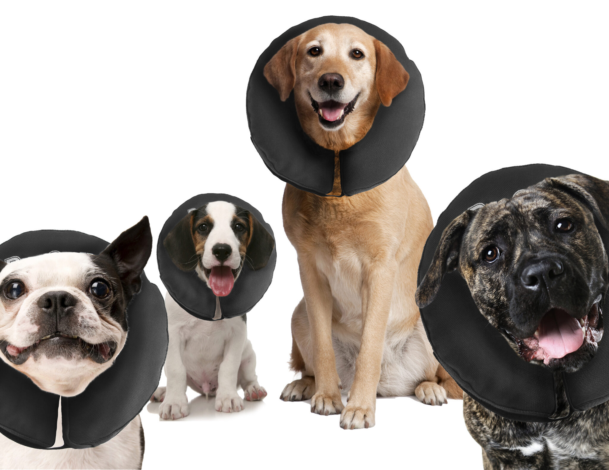 Zenpet ProCollar S