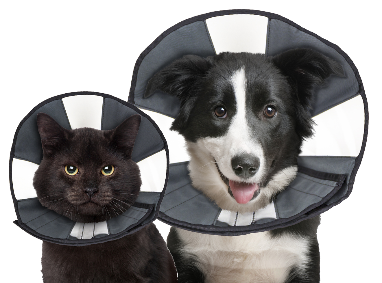 Alternative view of Zenpet Procone S