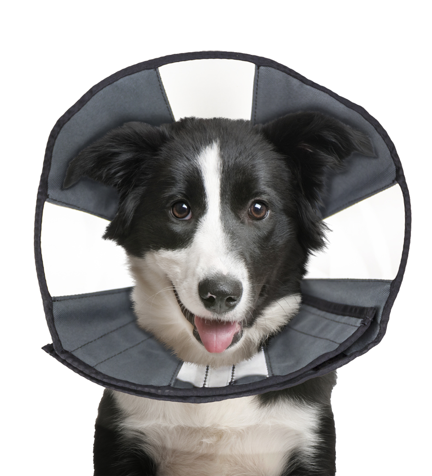 Alternative view of Zenpet Procone L