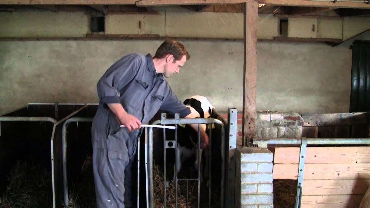 Alternative view of Excellent Euro-Vital Bolus 24 x 10 g