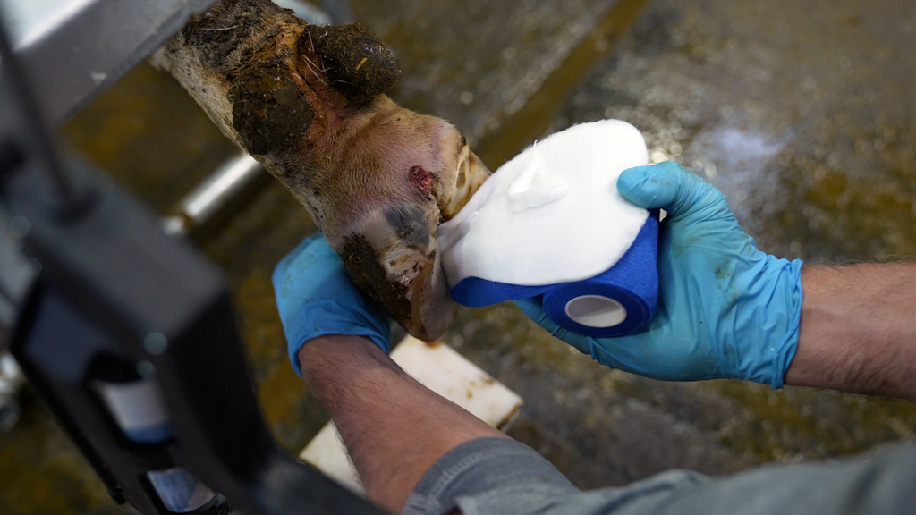 Alternative view of Easy Hoof Dry Pads