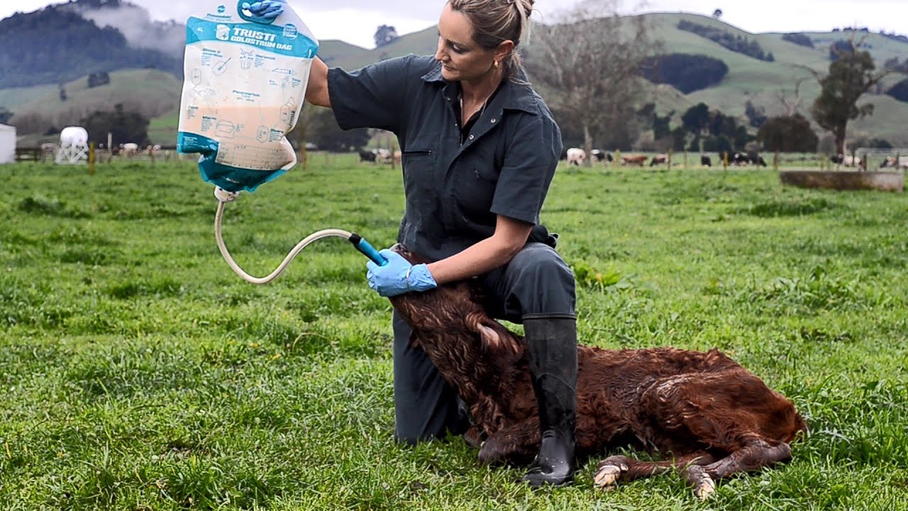 Alternative view of Antahi Trusti Tuber Colostrum Bag Set 10 x
