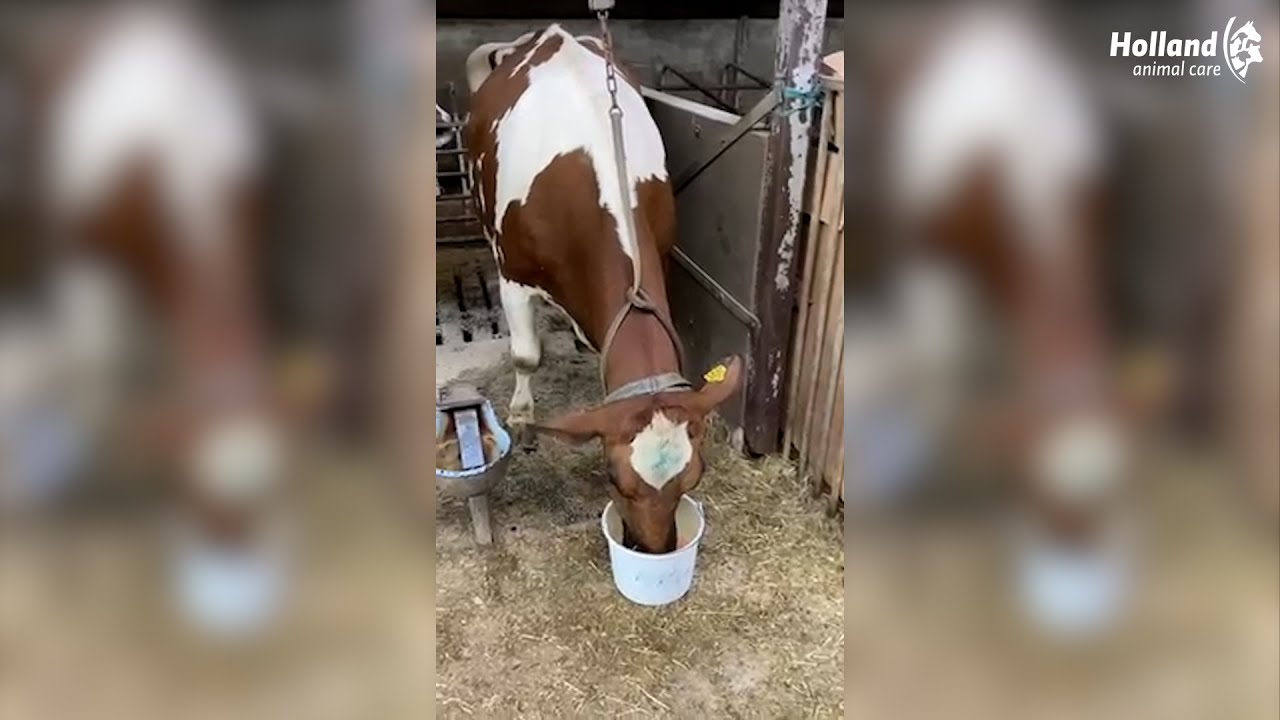 Alternative view of Excellent Afkalf Drank 500 g