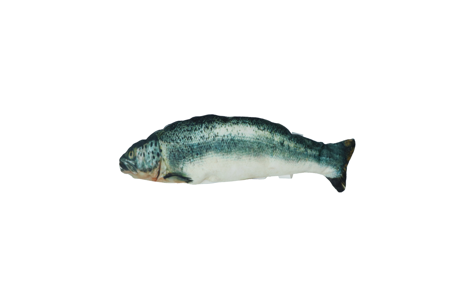 Alternative view of Robocat Zalm