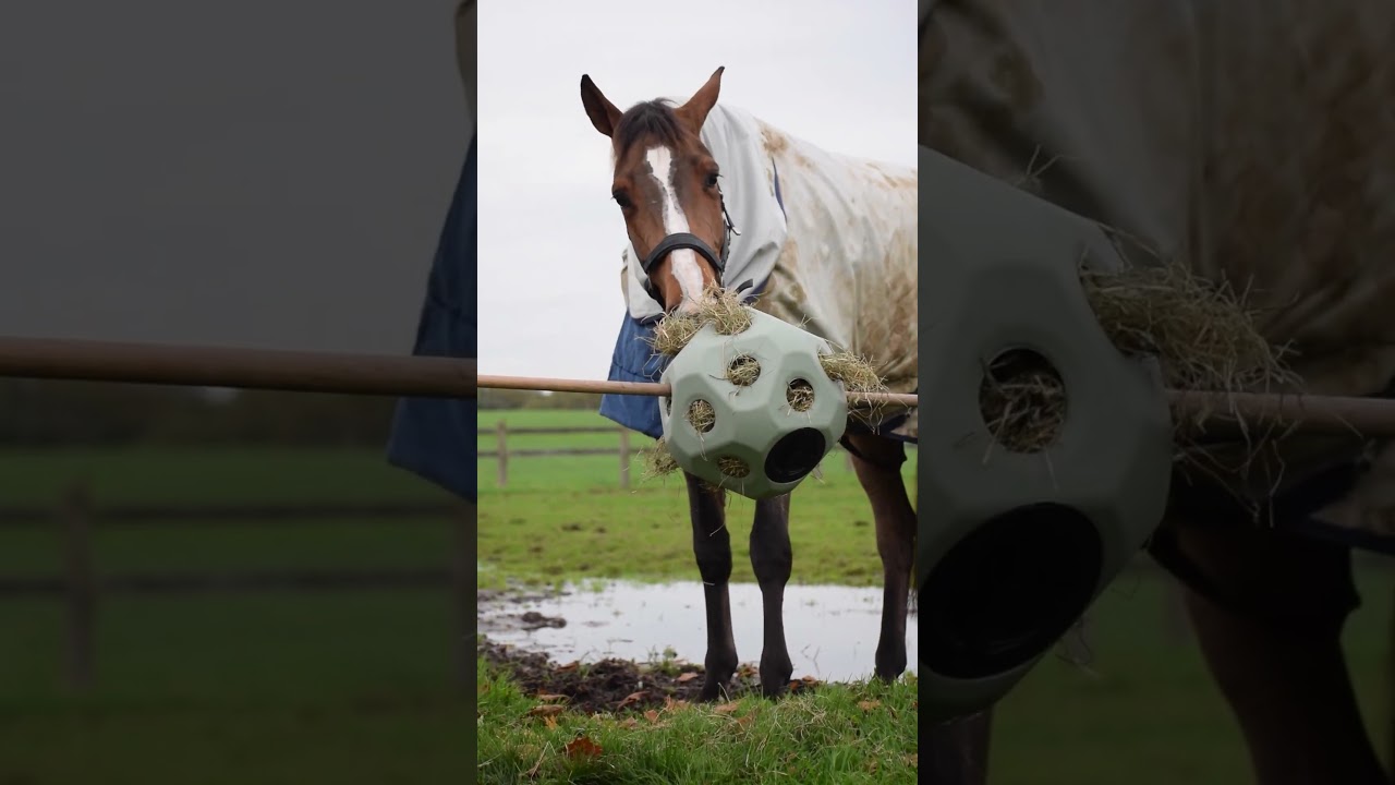 Alternative view of Excellent Horse Feed & Play Ball Groen